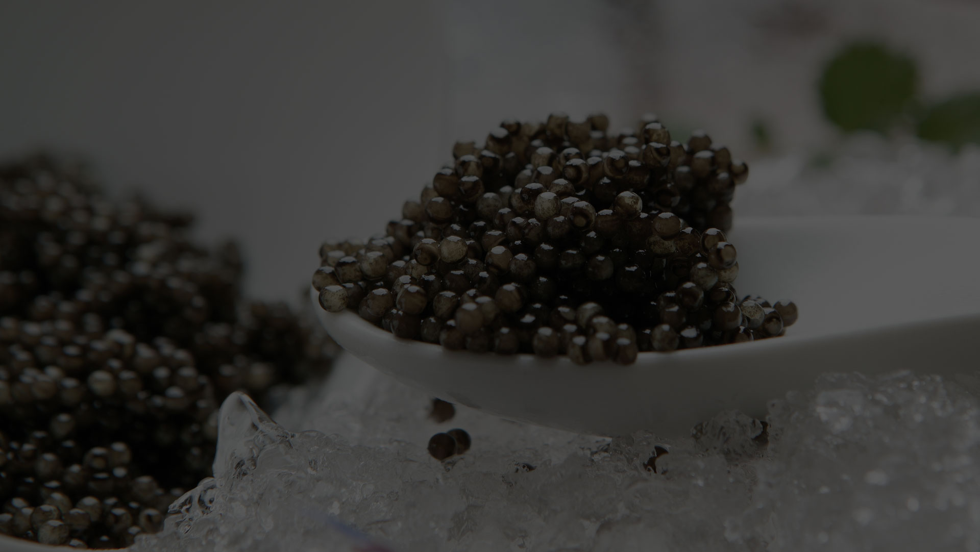 Caviar de Riofrio